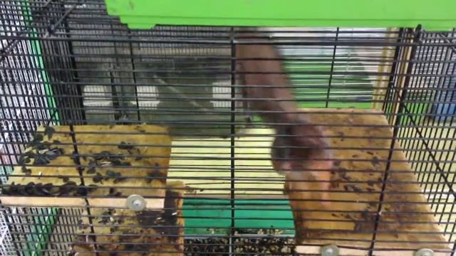 Crazy Belka смотреть онлайн