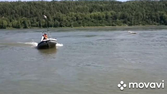 ПОКАТУШКИ НА ЛОДКЕ ФРЕГАТ290 ПРО, РЫБАЛКА Р.ОБЬ, КИРЕЕВСК ТОМСКАЯ ОБЛАСТЬ смотреть онлайн