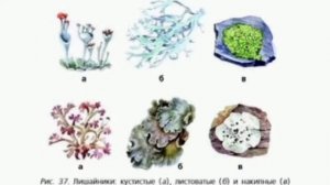 БИОЛОГИЯ, 5-6 КЛАСС, ПАСЕЧНИК, ПАРАГРАФ 15, ЛИШАЙНИКИ. МНОГООБРАЗИЕ ОРГАНИЗМОВ