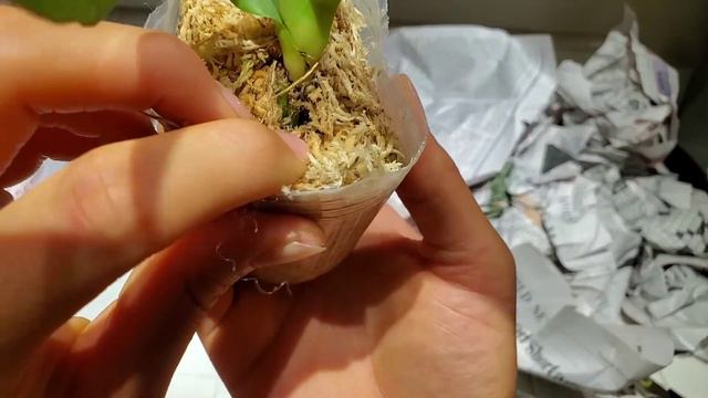 Orchid Unboxing: Phalaenopsis Jong's Gigan Cherry 'Prince' AM/AOS From Getzen08 On EBay