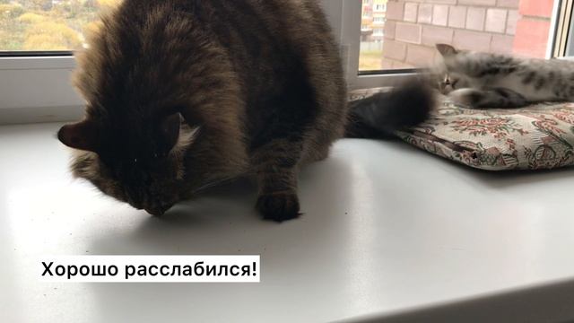 Прикол!!! Кот и котенок нашли валерианку