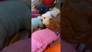 сквиши собачки по парам и не много фактов о моих сквиши собачках?