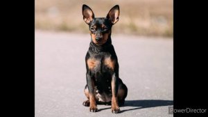 Карликовый пинчер_подробное информация..