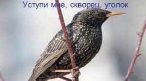 Заболоцкий Н. «Уступи мне, скворец, уголок»