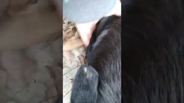 Собака на трех ногах. Приютили, подобрали. A three-paws dog. смотреть онлайн