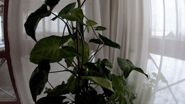 Сингониум - способствует  развитию творческого таланта  у хозяина. Уход, размножение , ошибки