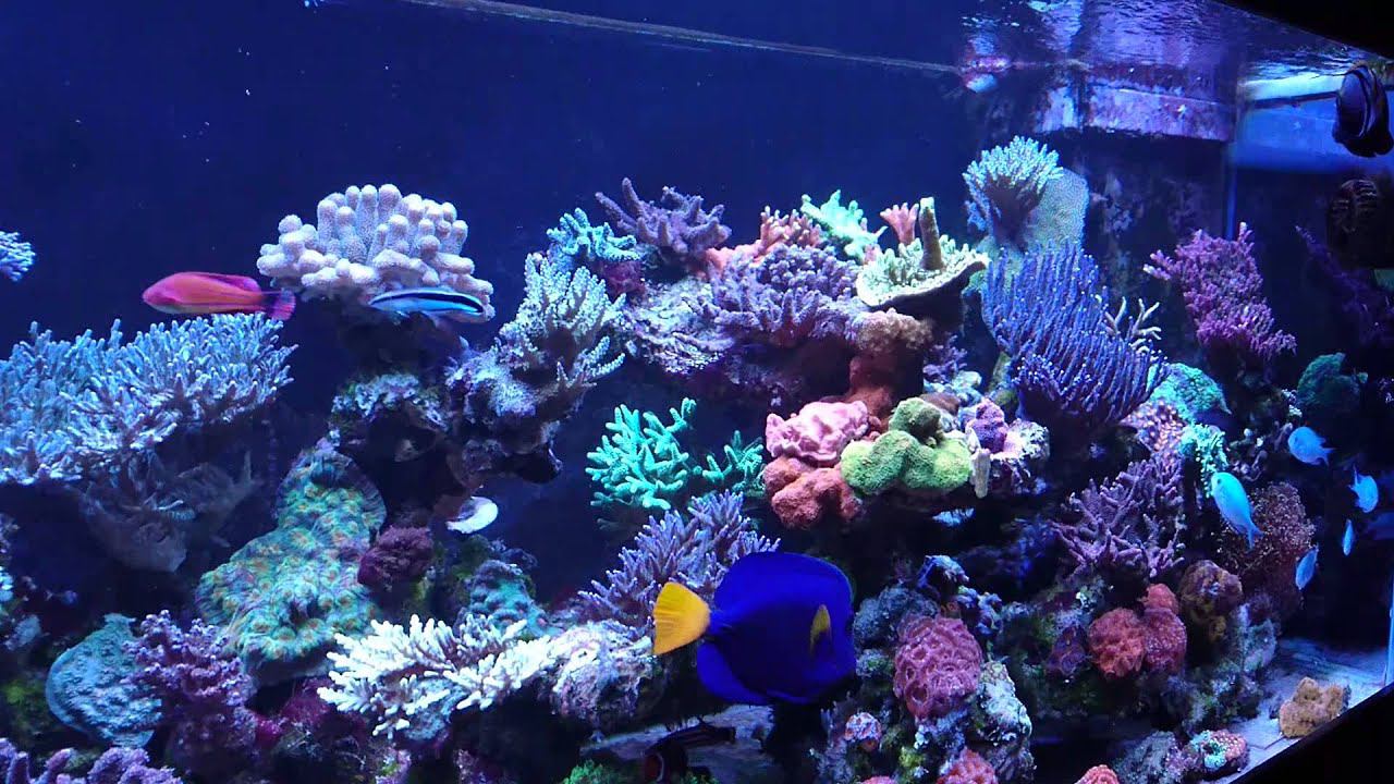 My reef tank 11.15 смотреть онлайн