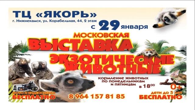 Московская выставка экзотических животных Мадагаскар в Нижнекамске смотреть онлайн