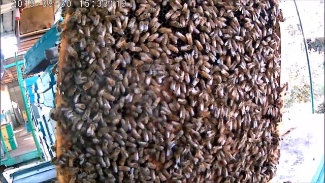 Отводки бакфаст результат сезона - расплода 6 рам пчелы 8 10 р.Убираем разделительную решётку. смотреть онлайн