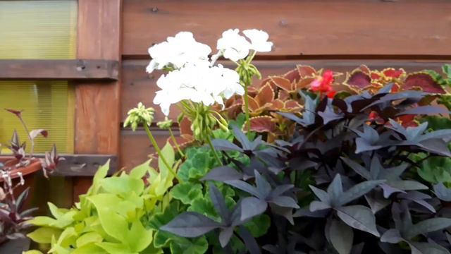 Какие композиции украсили мой летний домик.20.07.2023 год.🌱🍂❤ смотреть онлайн