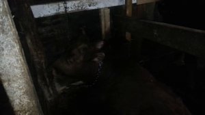 Что делать если вздулся бык или корова.