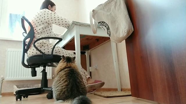 как кот просится на лестничную площадку :) смотреть онлайн