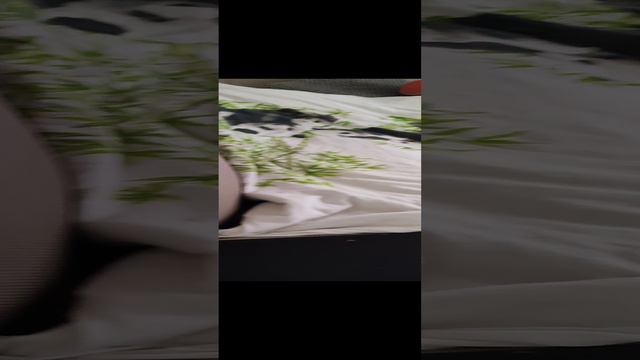 1000032538.mp4 смотреть онлайн
