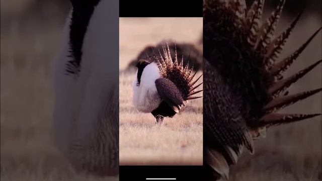 PV Pets: Can You GUESS What Kind of Bird is This??? смотреть онлайн