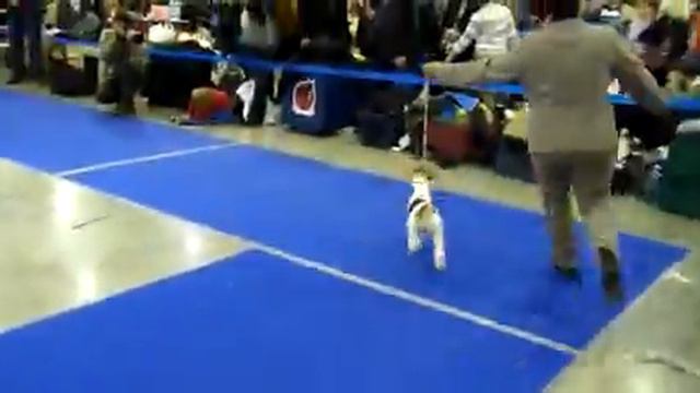 Евразия 26.03.11, фокс ж-ш, сука юниорка Скэрли Береника смотреть онлайн