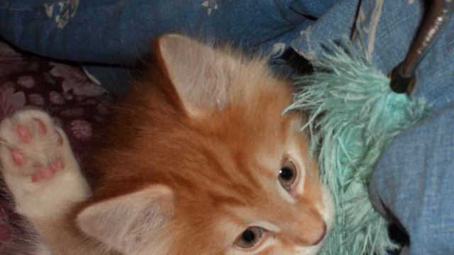 Первый клип рыженького - ну как его зовут?!!! смотреть онлайн