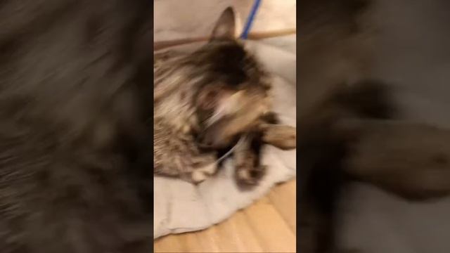 Теперь вы знаете бантика🤯 смотреть онлайн