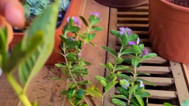 Minha rotina com plantas de casa | Tour mostrando mudas novas de plantas смотреть онлайн