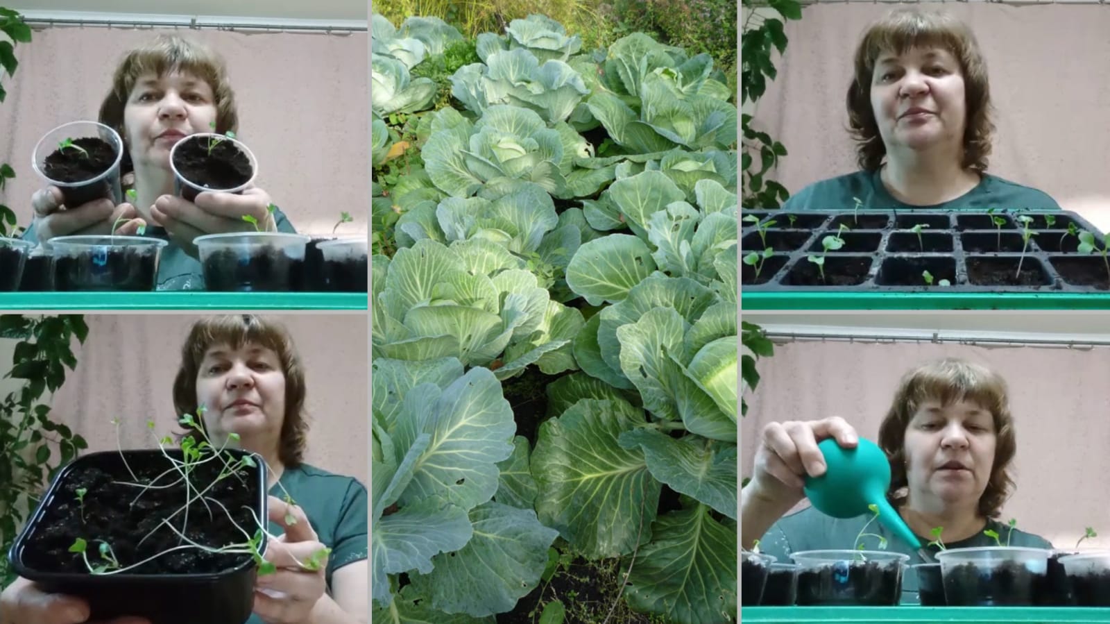 что делать с вытянутой рассадой капусты смотреть онлайн