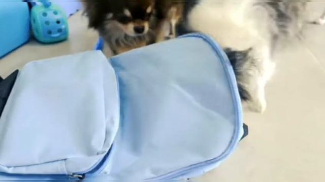 Поход в голубом цвете💙🔮(фан Ани Меджик) смотреть онлайн