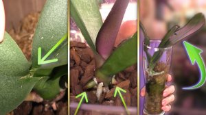 БЫСТРЫЙ РЕЗУЛЬТАТ! КРУТОЙ препарат для БЫСТРОГО ВОССТАНОВЛЕНИЯ ОРХИДЕЙ! И ЭТО УЖЕ НЕ СОВПАДЕНИЕ!