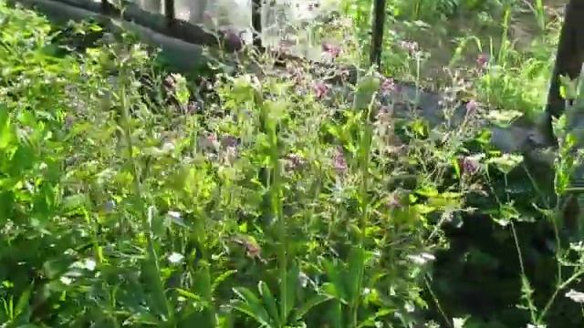 БольшаяКлумба смотреть онлайн