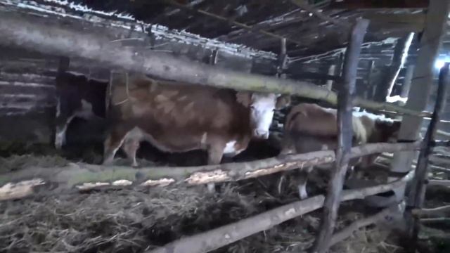 2я серия ставим кольцо в нос. смотреть онлайн