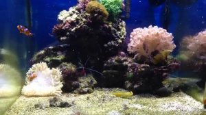 Морской аквариум 50 литров