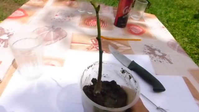 Саженец с трюфелем на борту ) смотреть онлайн