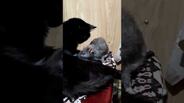 Кот вылизывает крысу смотреть онлайн