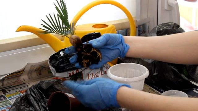 Цикас. Пересадка. [Надежда и Мир] смотреть онлайн