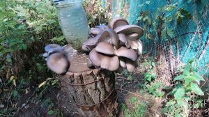 Как вырастить грибы вешенки на пнях. Часть 2. Сбор урожая.