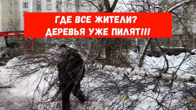2022 02 10 деревья