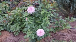 19 июля 2022 г. #Роза #сорт  #Пасифик блю, (#Pacific Blue)