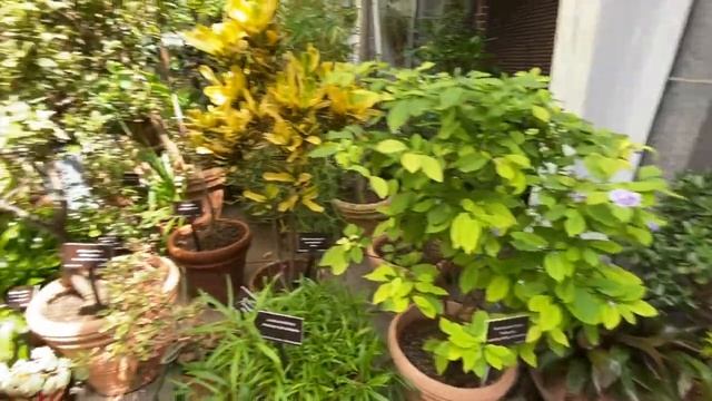 Выставка ФИАЛОК в Ботаническом САДУ/ African Violets Show in Boylston 2022 смотреть онлайн