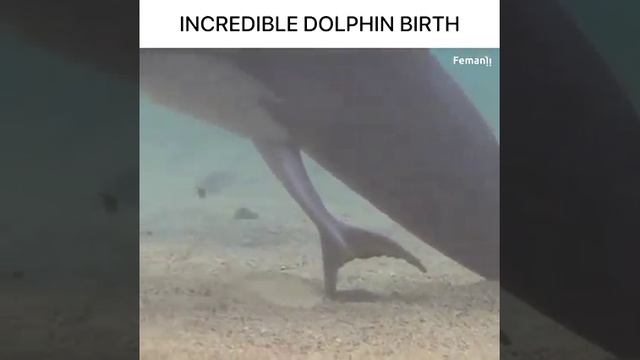 Incredible Dolphin Birth смотреть онлайн