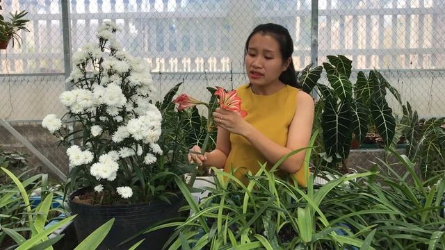 Lan Huệ Nội / Vườn Nhà Thao Huyền khoe Lan Huệ Mị Nương nở sáng nay #lanhueminuong #vuonnhathaohuye смотреть онлайн