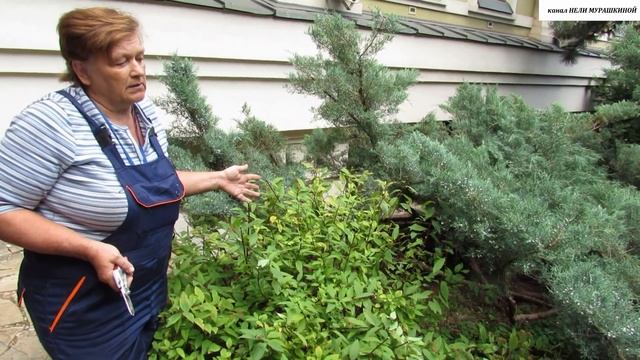 Как правильно ОБРЕЗАТЬ СПИРЕЮ, чтобы был красивый куст. смотреть онлайн