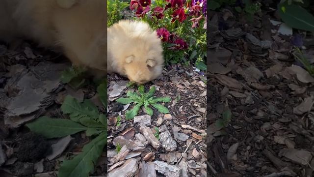 Продажа померанский шпиц .Мерль. смотреть онлайн