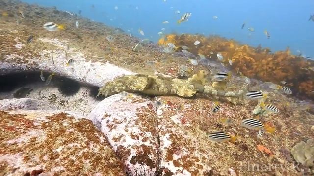 Ornate Wobbegong (Orectolobus Ornatus Or O. Halei) Hunting, Sydney, Australia