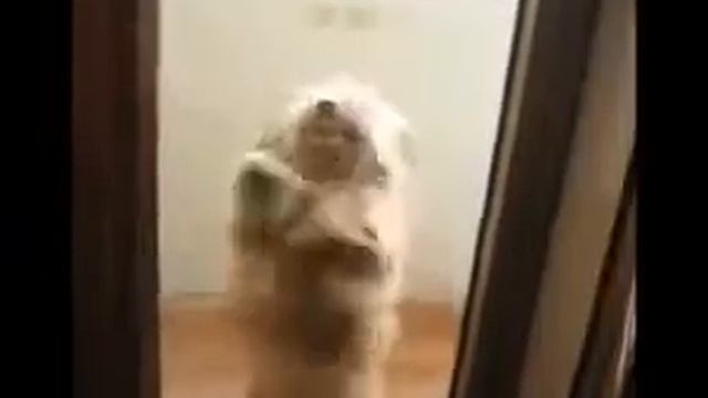 Собака танцует смотреть онлайн