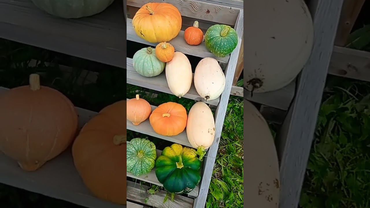 Наши тыквы смотреть онлайн