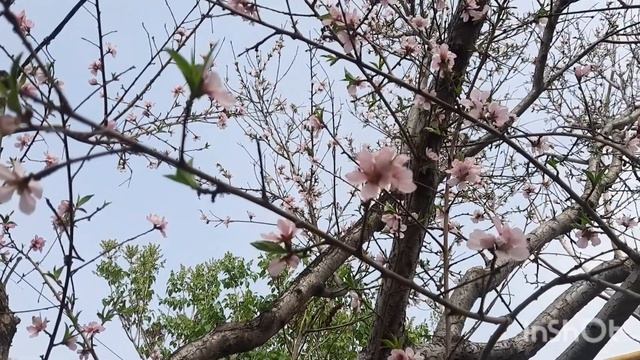 "Простое счастье" Владимир Понкин ? ВСЕМ МИРА ? смотреть онлайн