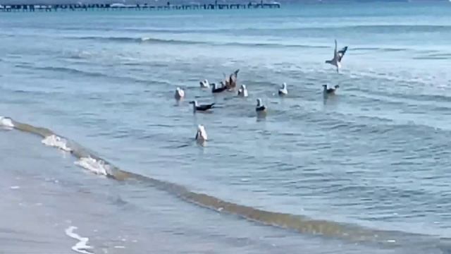 Красивая музыка под шум моря и крик чаек. смотреть онлайн