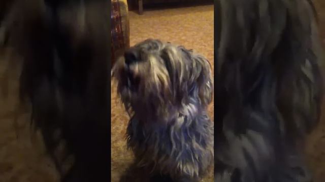 Собака поет "17 мгновений весны". смотреть онлайн