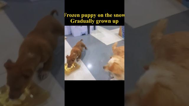 The puppy that almost froze to death is almost growing up #puppy смотреть онлайн