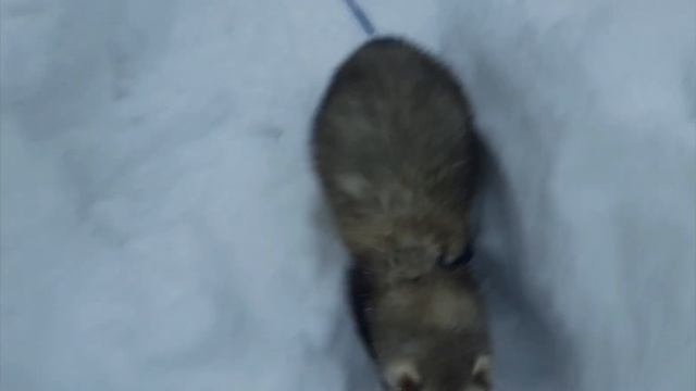 Хорек в снегу,вывела Хорявую на прогулку (обезьянки макака Федя и капуцин Ульяна) смотреть онлайн