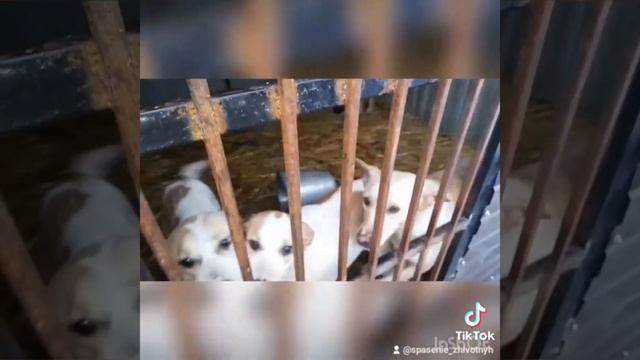 Правда о зоомаме