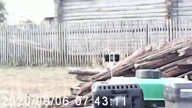Копаю картофель самодельной копалкой. смотреть онлайн