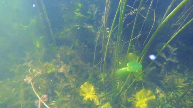 Стеффи отдыхает на природе, купается с мамой, папа прыгает в воду, лето 2019. смотреть онлайн